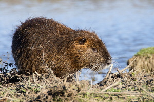 Nutria Nutria