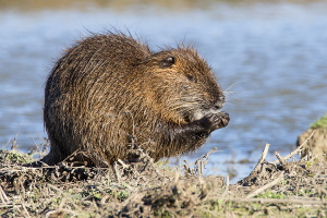 Nutria Nutria