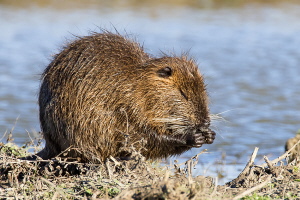 Nutria Nutria