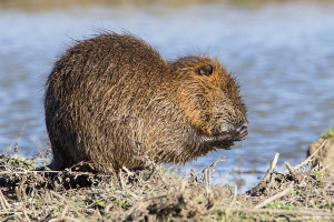 Nutria Nutria