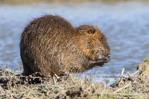 Nutria