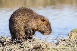 Nutria Nutria