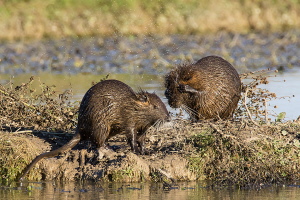 Nutria Nutria