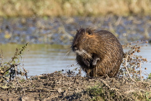 Nutria Nutria