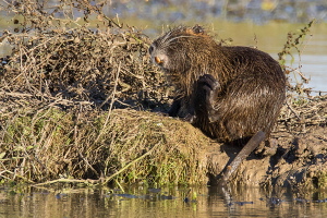 Nutria Nutria
