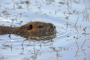 Nutria Nutria