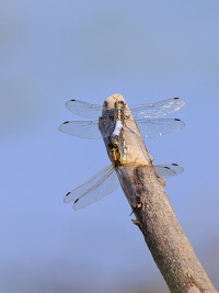 Östlicher Blaupfeil Östlicher Blaupfeil