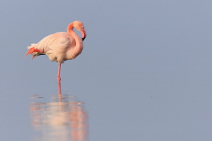 Rosaflamingo Rosaflamingo