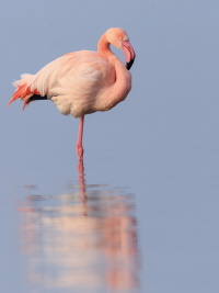 Rosaflamingo Rosaflamingo