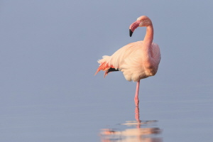 Rosaflamingo Rosaflamingo