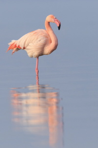 Rosaflamingo Rosaflamingo