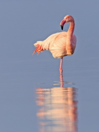 Rosaflamingo Rosaflamingo