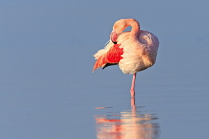 Rosaflamingo Rosaflamingo