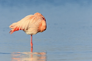 Rosaflamingo Rosaflamingo