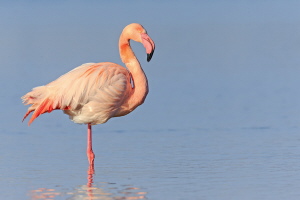 Rosaflamingo Rosaflamingo