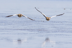 Nilgans