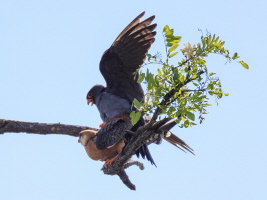 Rotfußfalke Rotfußfalke