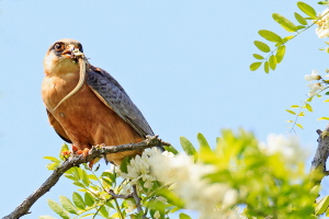 Rotfußfalke Rotfußfalke