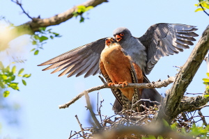 Rotfußfalke Rotfußfalke