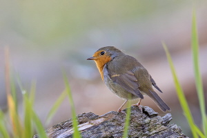 Rotkehlchen Rotkehlchen