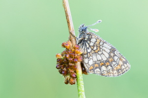 Scheckenfalter Scheckenfalter