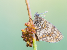 Scheckenfalter Scheckenfalter