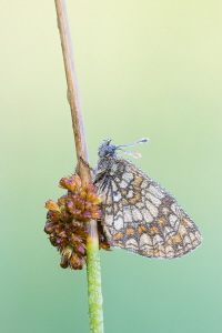 Scheckenfalter Scheckenfalter