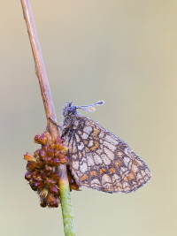 Scheckenfalter Scheckenfalter