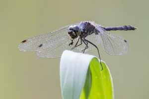 Schwarze Heidelibelle Schwarze Heidelibelle