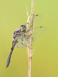Schwarze Heidelibelle Schwarze Heidelibelle