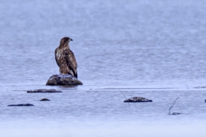 Seeadler (Belegfoto)