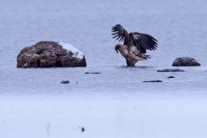 Seeadler (Belegfoto)