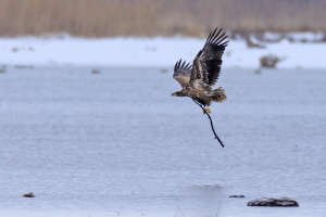 Seeadler (Belegfoto)