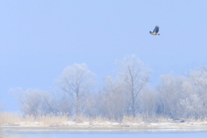 Seeadler Seeadler