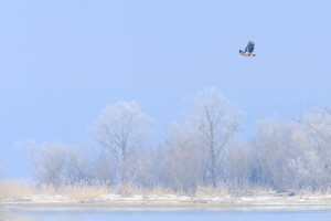 Seeadler