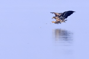 Seeadler Seeadler