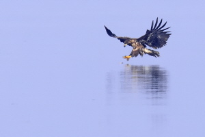 Seeadler Seeadler