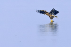 Seeadler Seeadler