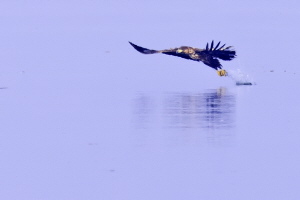 Seeadler Seeadler