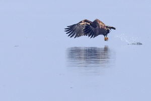 Seeadler Seeadler
