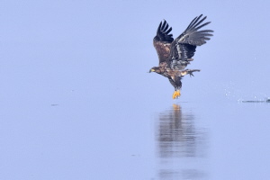 Seeadler Seeadler