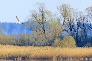 Seeadler Seeadler