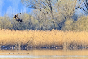 Seeadler Seeadler