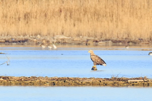 Seeadler (Belegfoto)