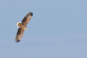 Seeadler (Belegfoto)