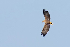 Seeadler (Belegfoto) Seeadler (Belegfoto)