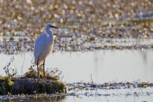 Seidenreiher