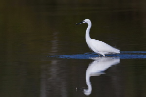 Seidenreiher Seidenreiher