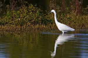 Seidenreiher Seidenreiher