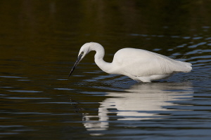 Seidenreiher